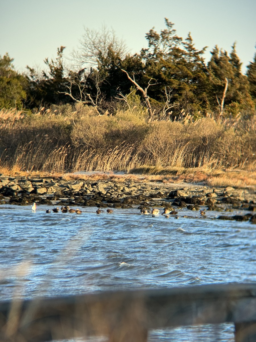 Ahate iluna - ML647488995