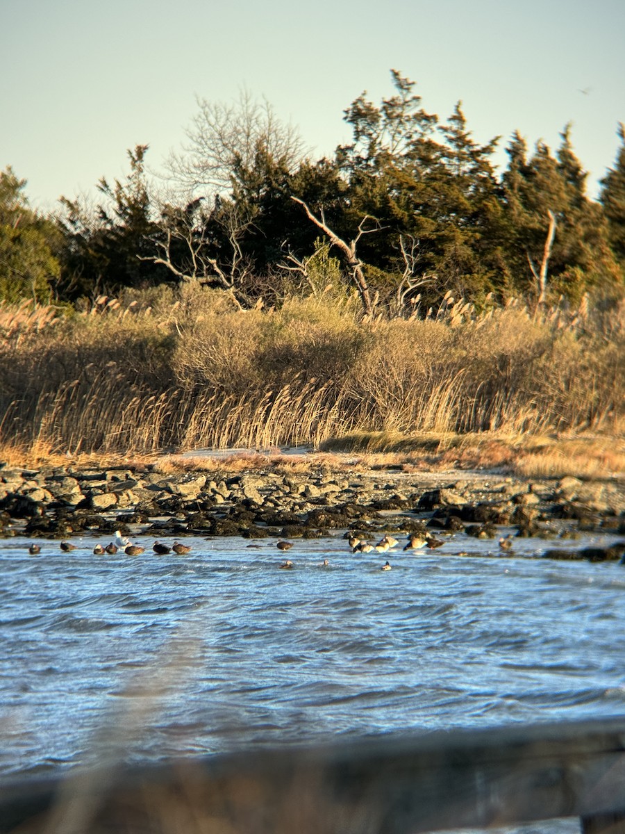 Ahate iluna - ML647488996