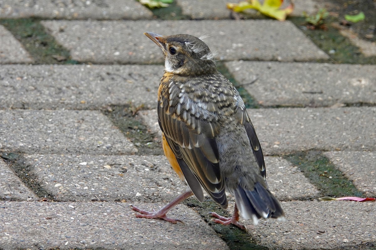 Zozo papargorria - ML647488998