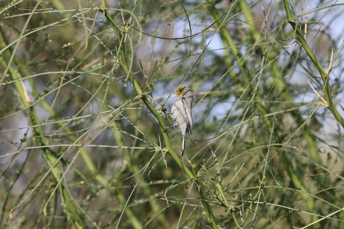 Verdin - ML647489000