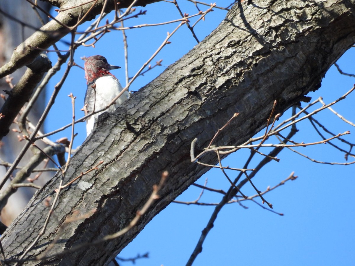Red-headed Woodpecker - ML647489005