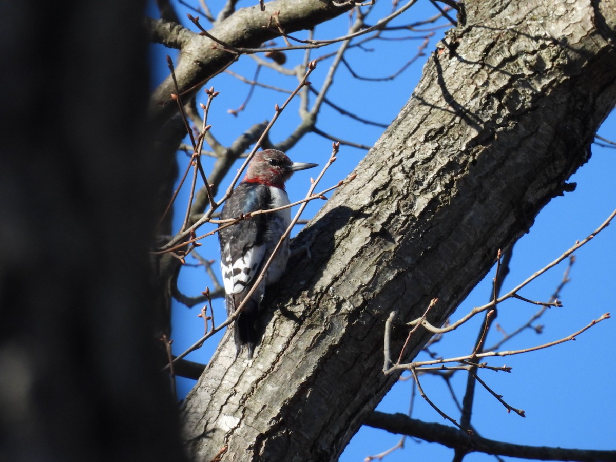 Red-headed Woodpecker - ML647489006