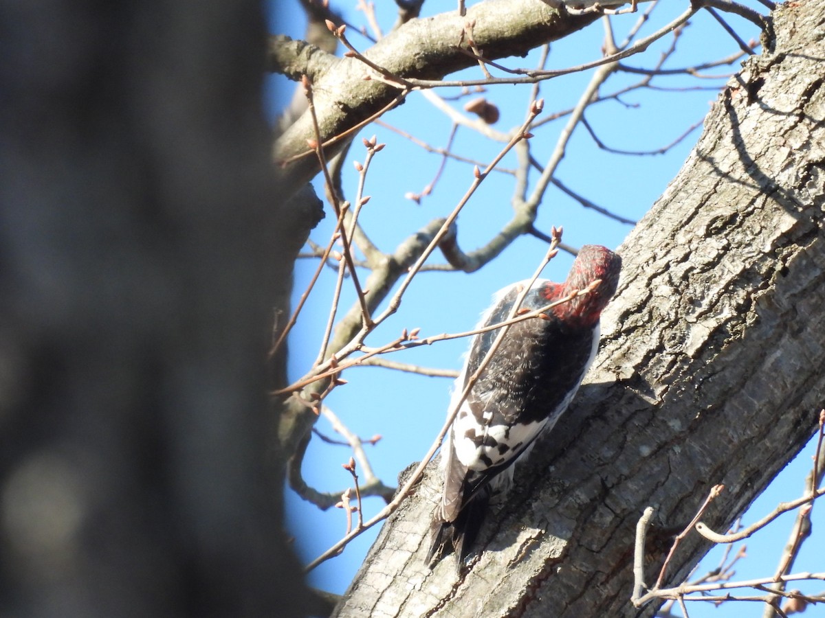 Red-headed Woodpecker - ML647489007
