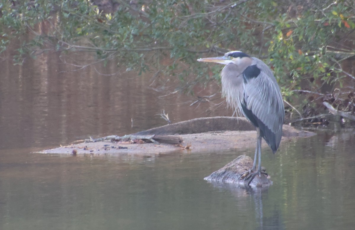 Koartza hauskara amerikarra - ML647489015