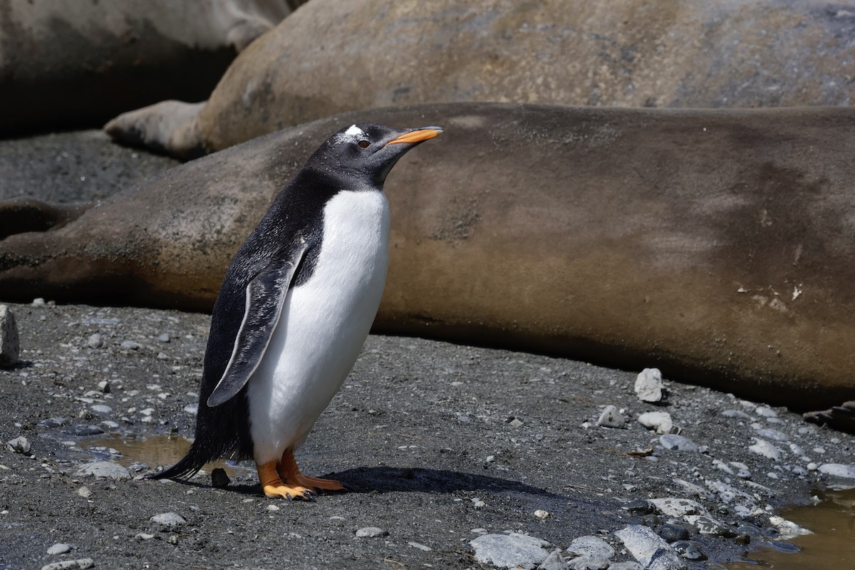 Gentoo Penguin - ML647489016