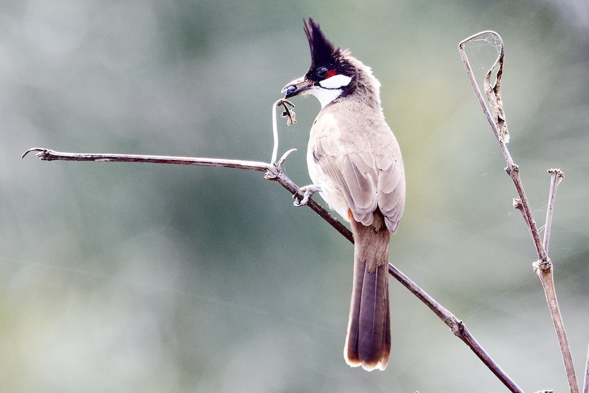 Bulbul masailgorria - ML647489017