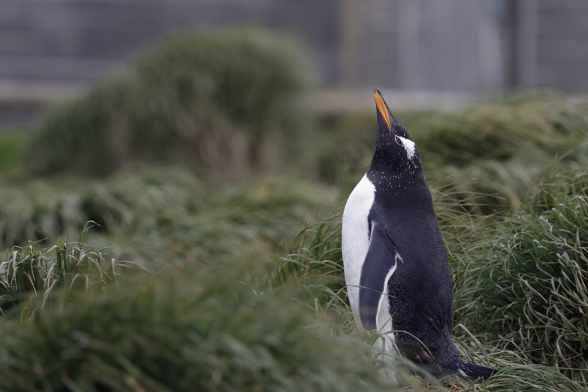 Gentoo Penguin - ML647489018