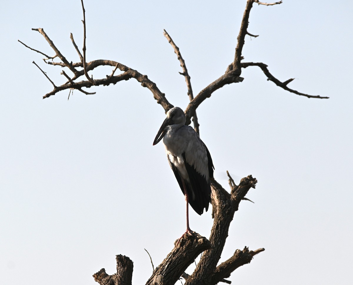 Matxardamoko zuria - ML647489023