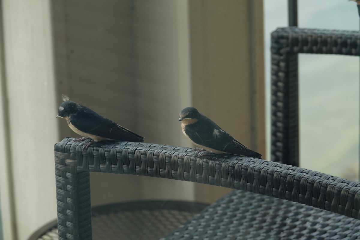 vlaštovka obecná - ML647489035