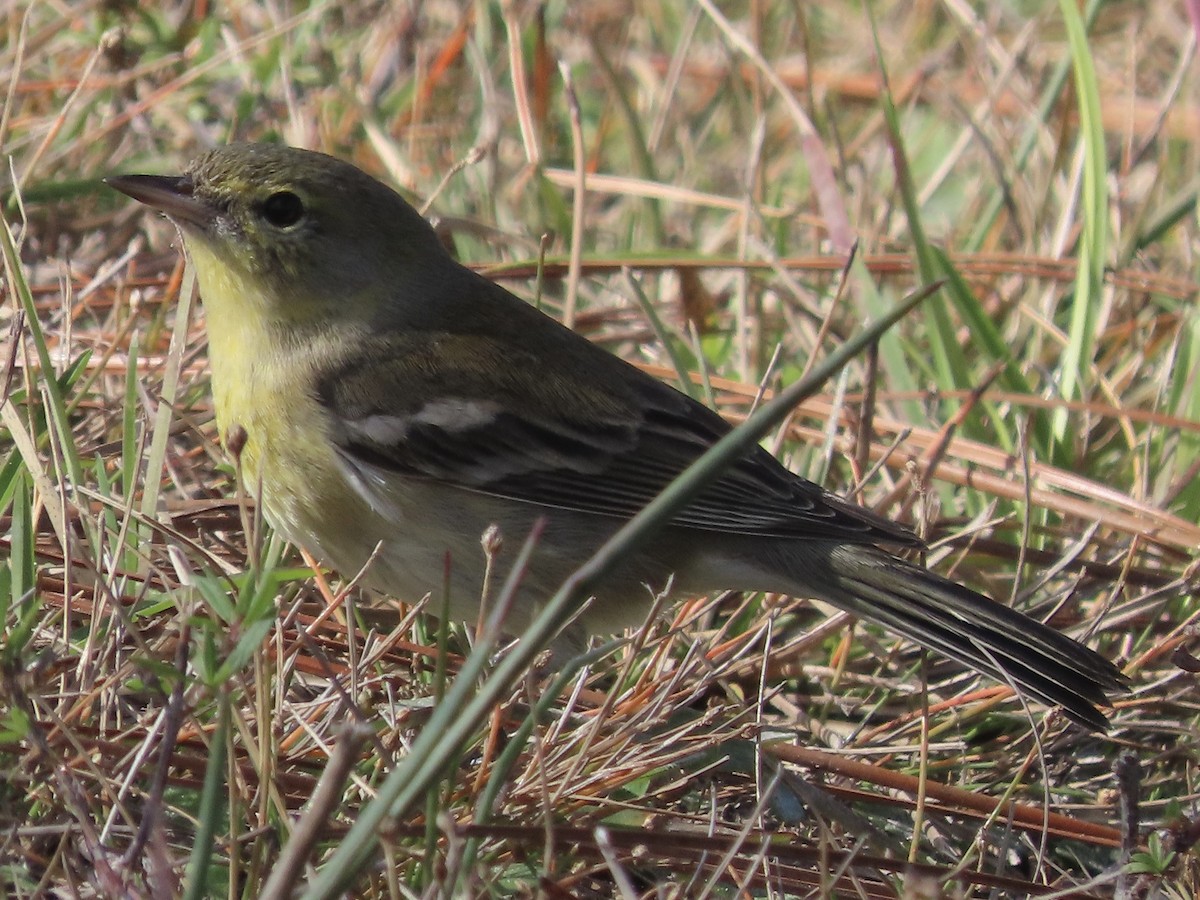 סבכון אורנים - ML647489072