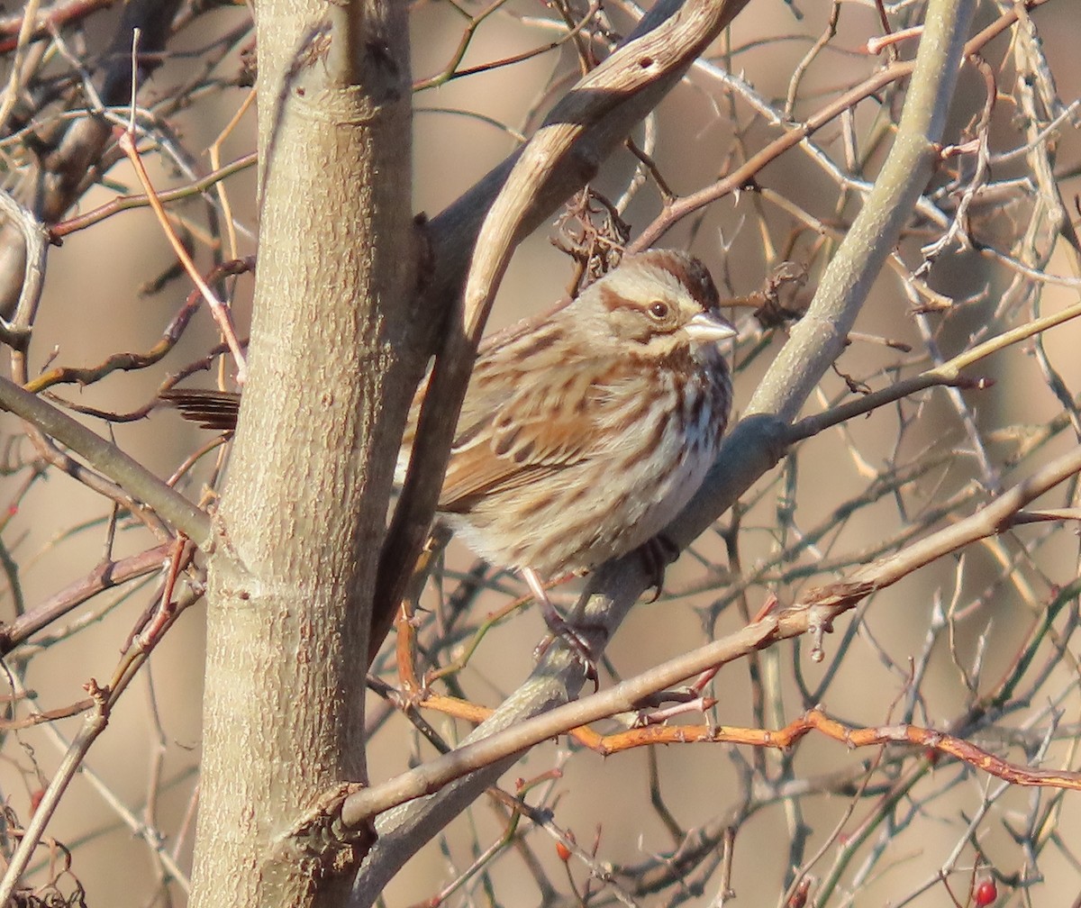 Song Sparrow - ML647489077