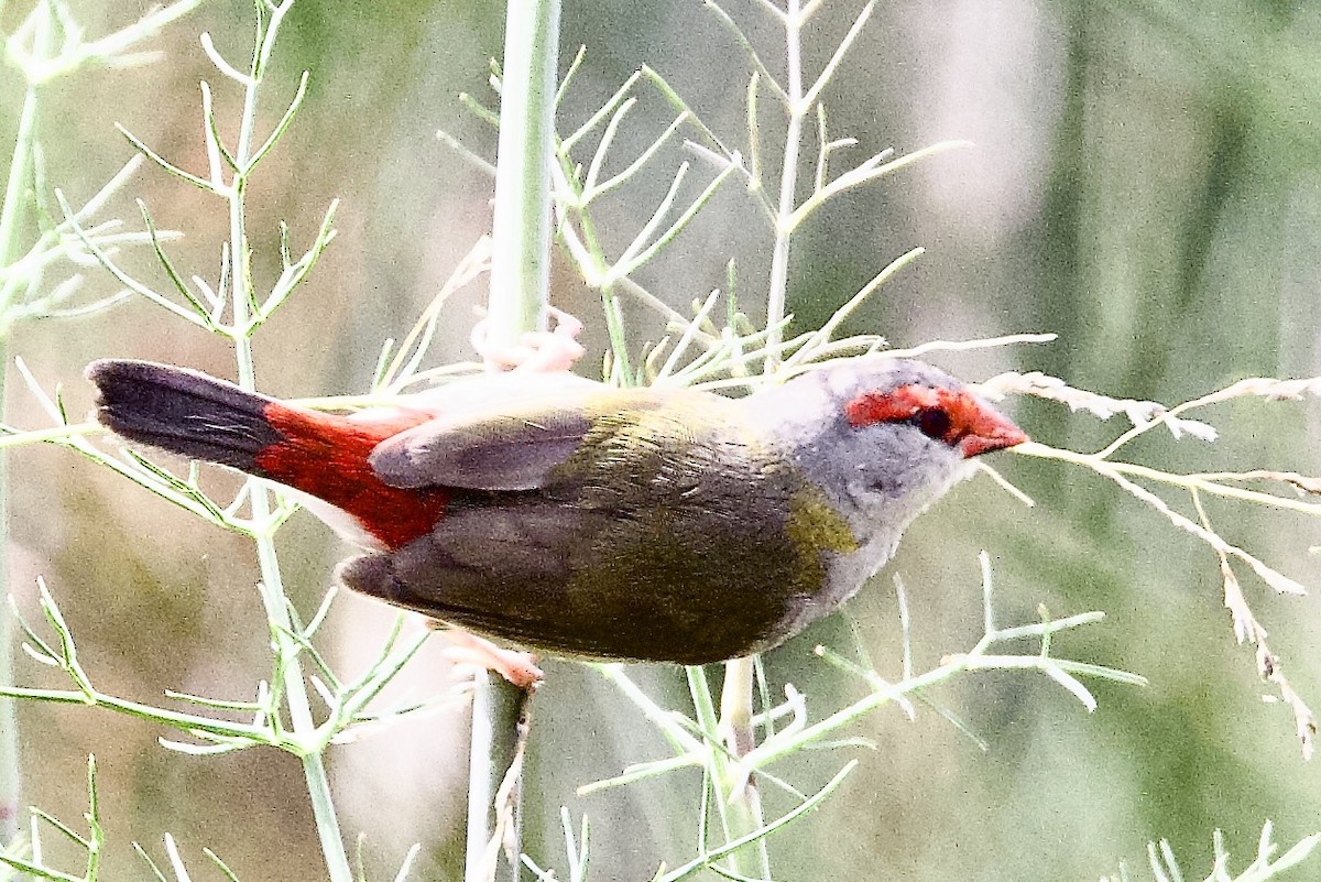 Red-browed Firetail - ML647489087
