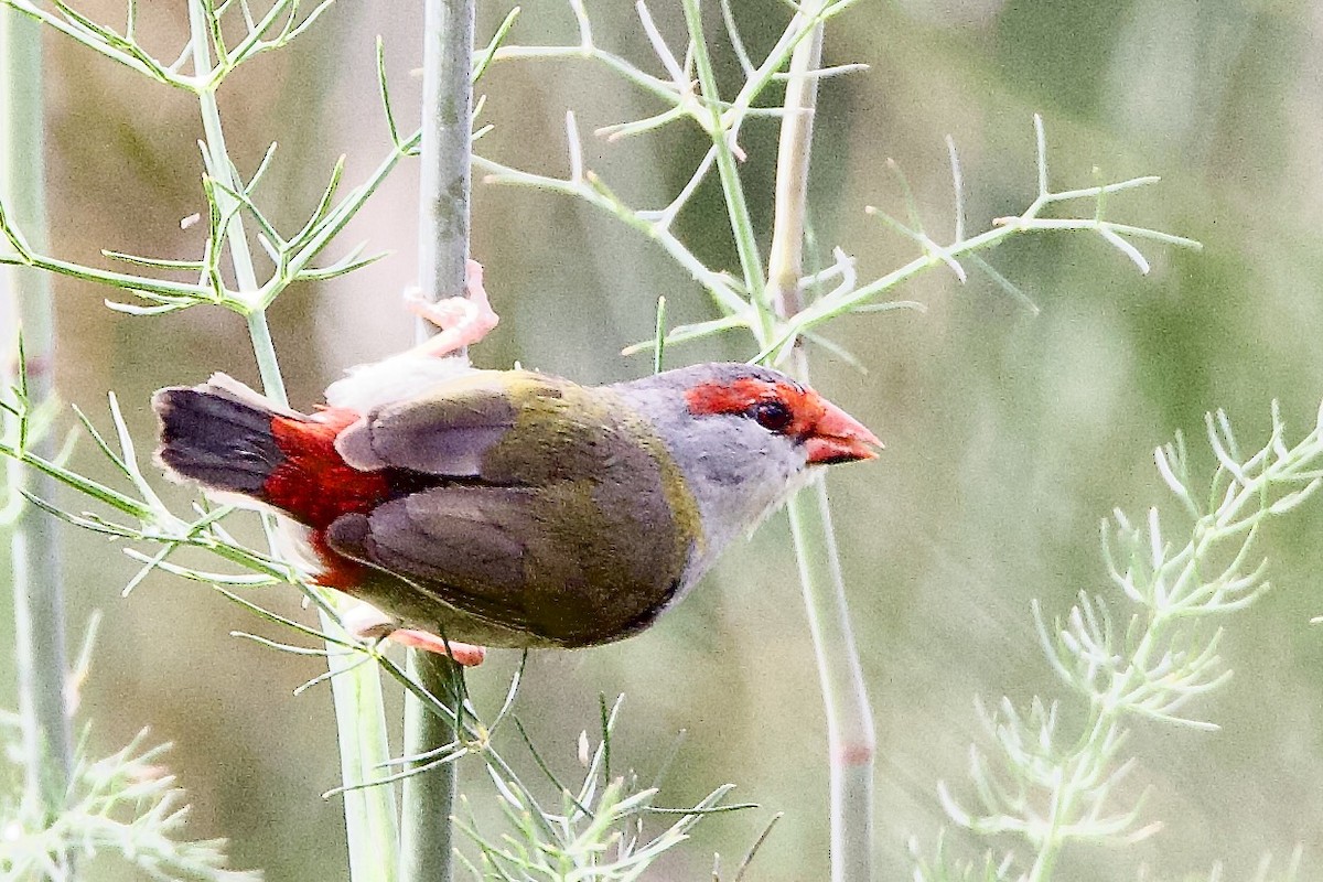 Red-browed Firetail - ML647489089