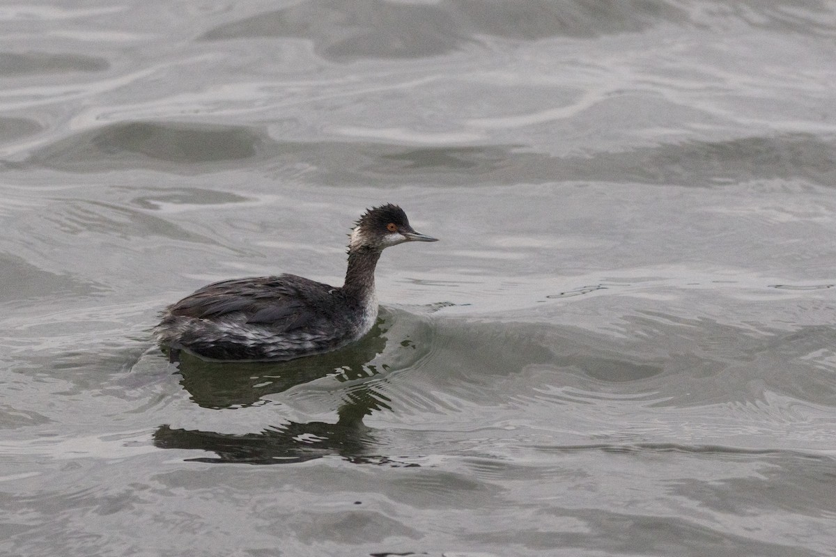 Grèbe à cou noir - ML647489090