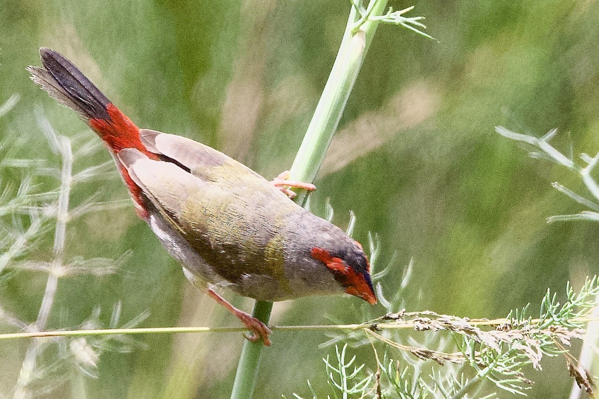 Red-browed Firetail - ML647489094