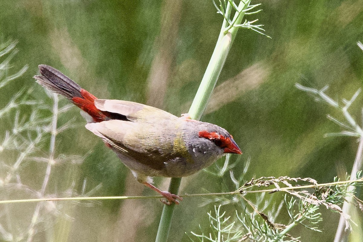 Red-browed Firetail - ML647489095