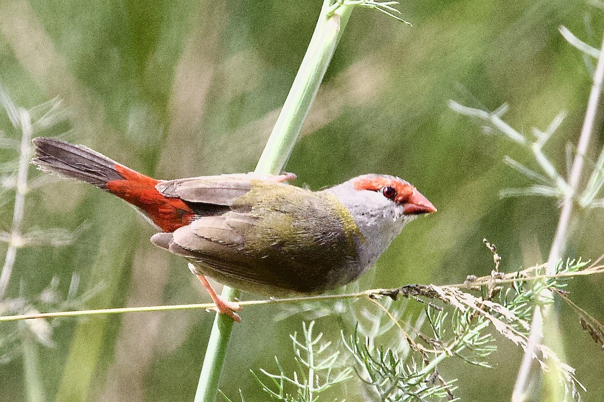 Red-browed Firetail - ML647489101