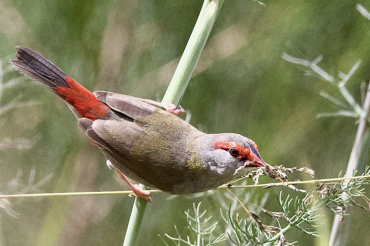 Red-browed Firetail - ML647489103