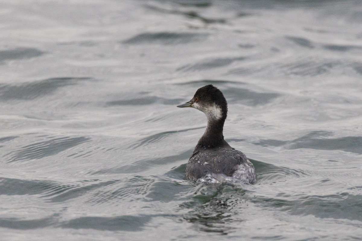 Grèbe à cou noir - ML647489107