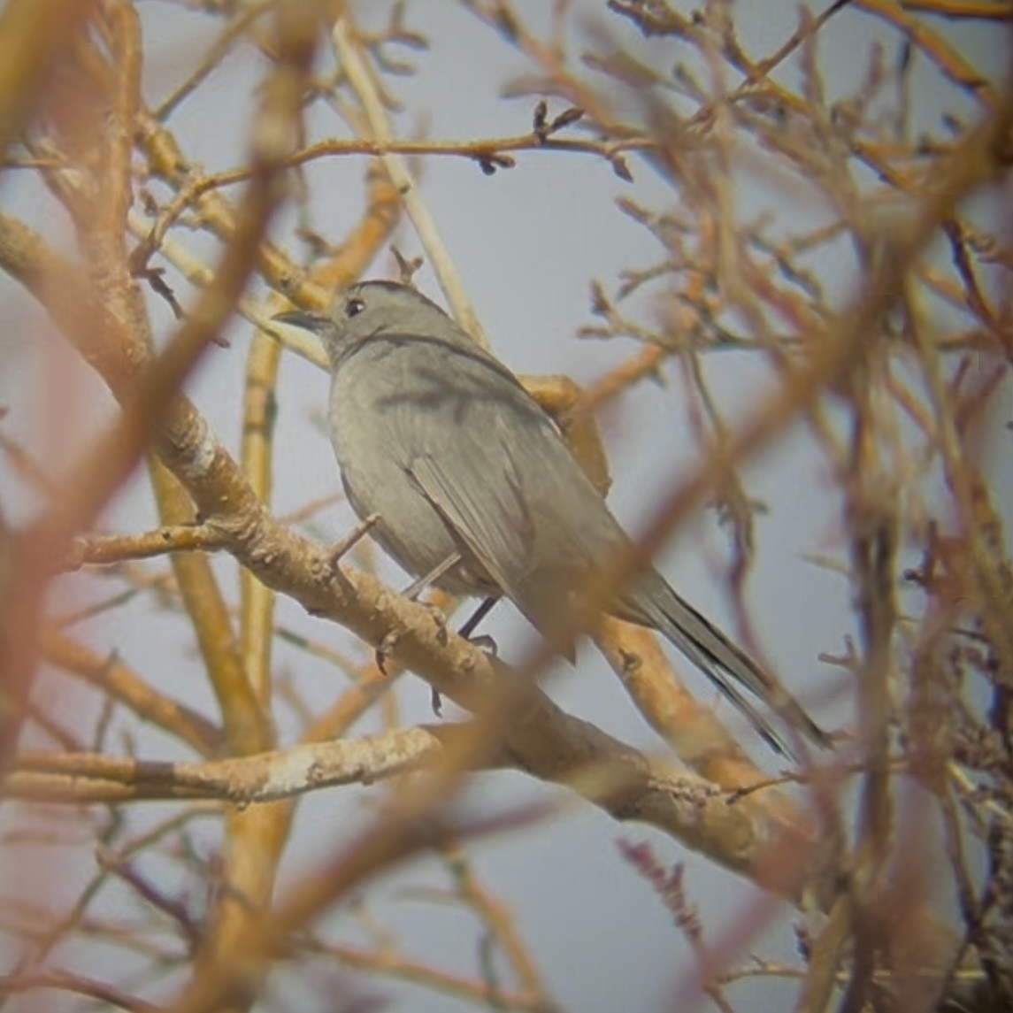Gray Catbird - ML647489183