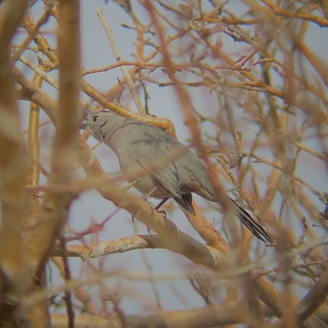 Gray Catbird - ML647489191