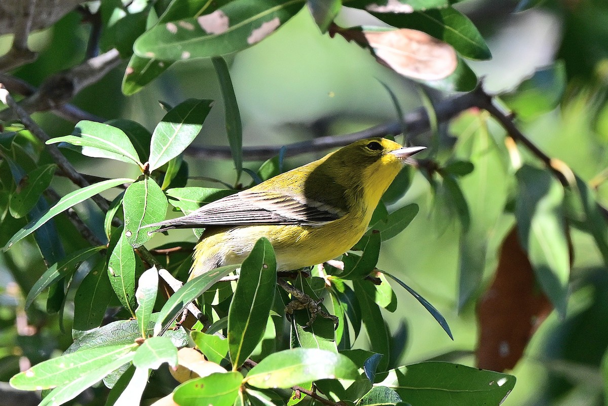 סבכון אורנים - ML647489214