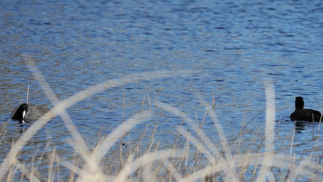 lyska americká - ML647489215