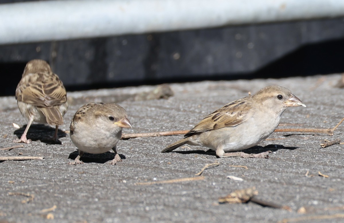 Gorrión Común - ML647489234