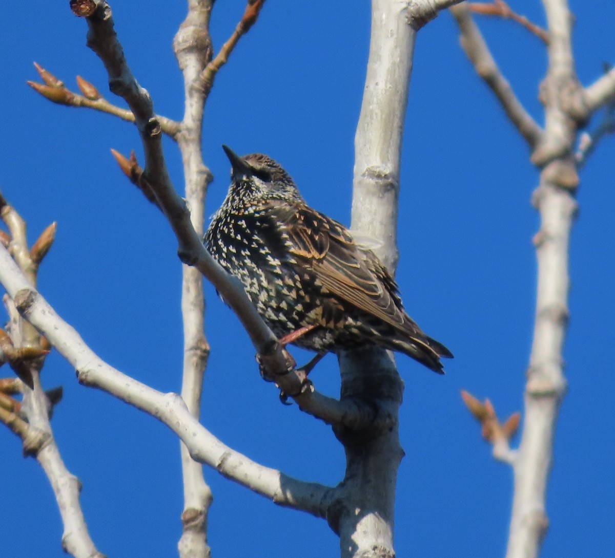 European Starling - ML647489236