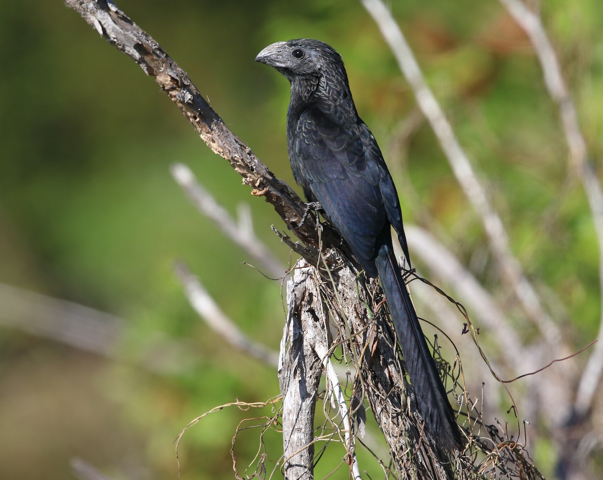 Groove-billed Ani - ML647489240