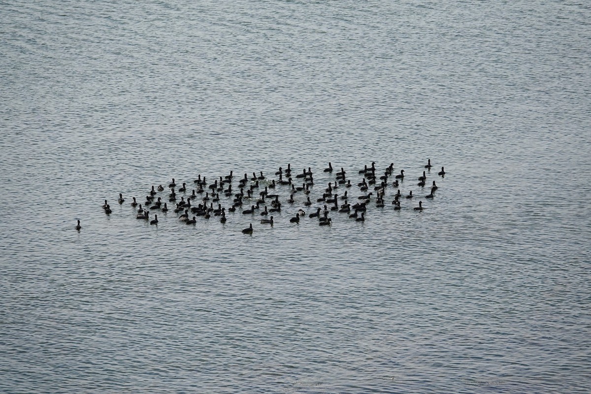 Focha Americana - ML647489243