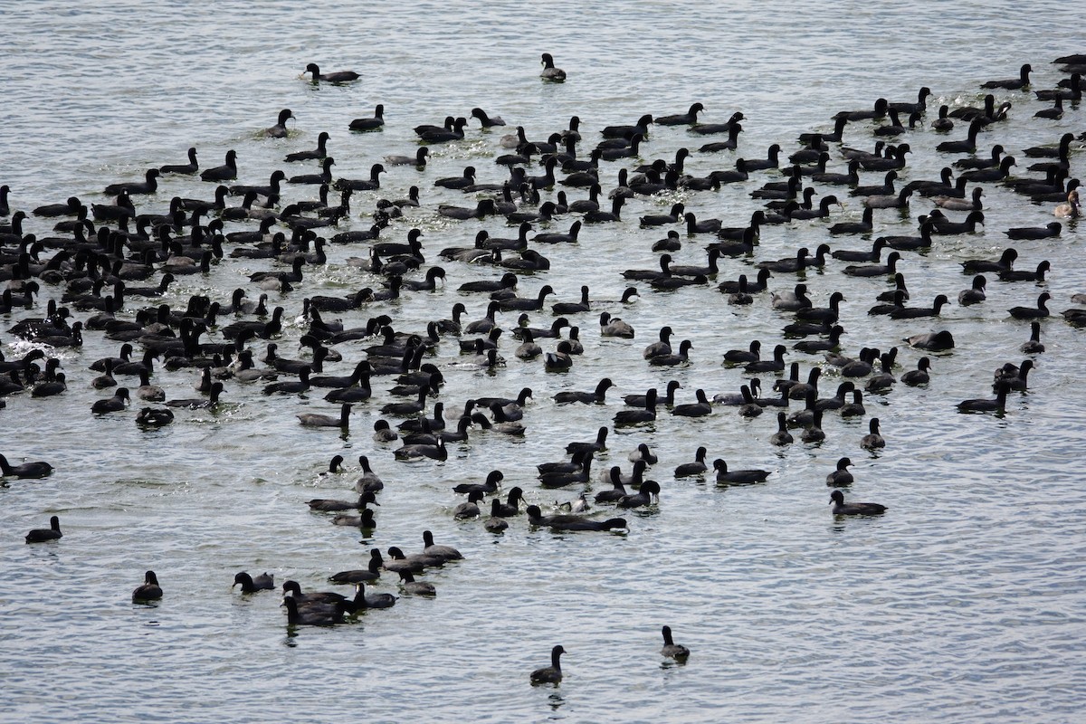 Focha Americana - ML647489244