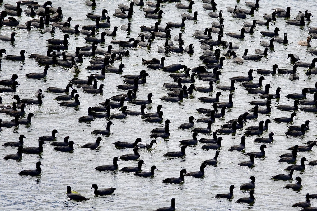 Focha Americana - ML647489245