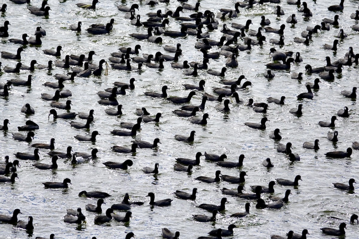 Focha Americana - ML647489246