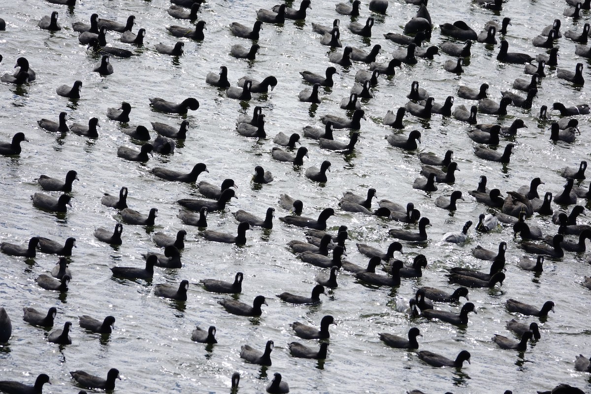 Focha Americana - ML647489247