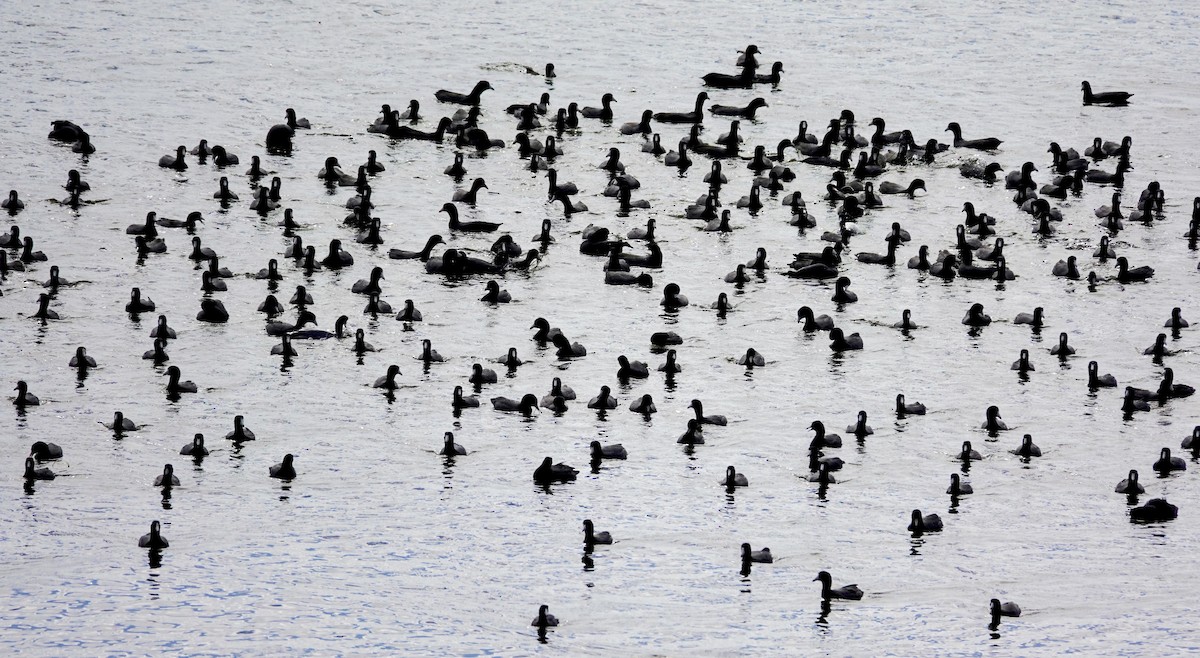 Focha Americana - ML647489248