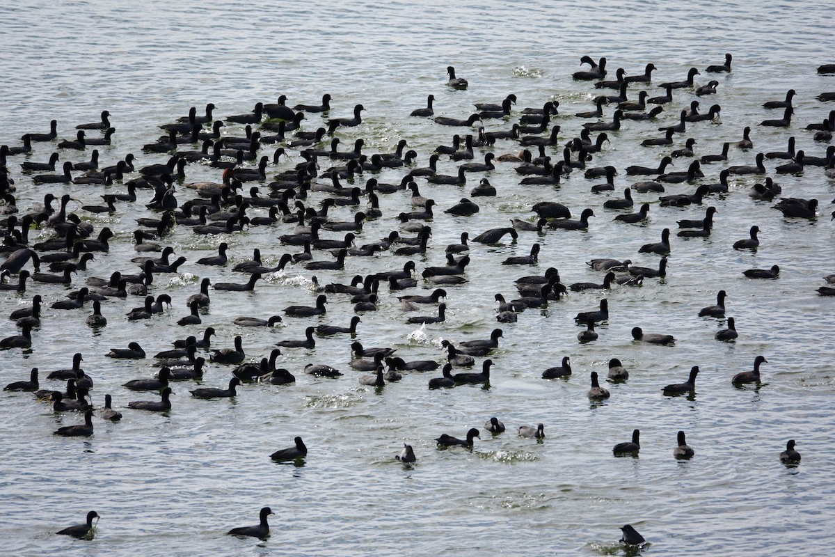 Focha Americana - ML647489249