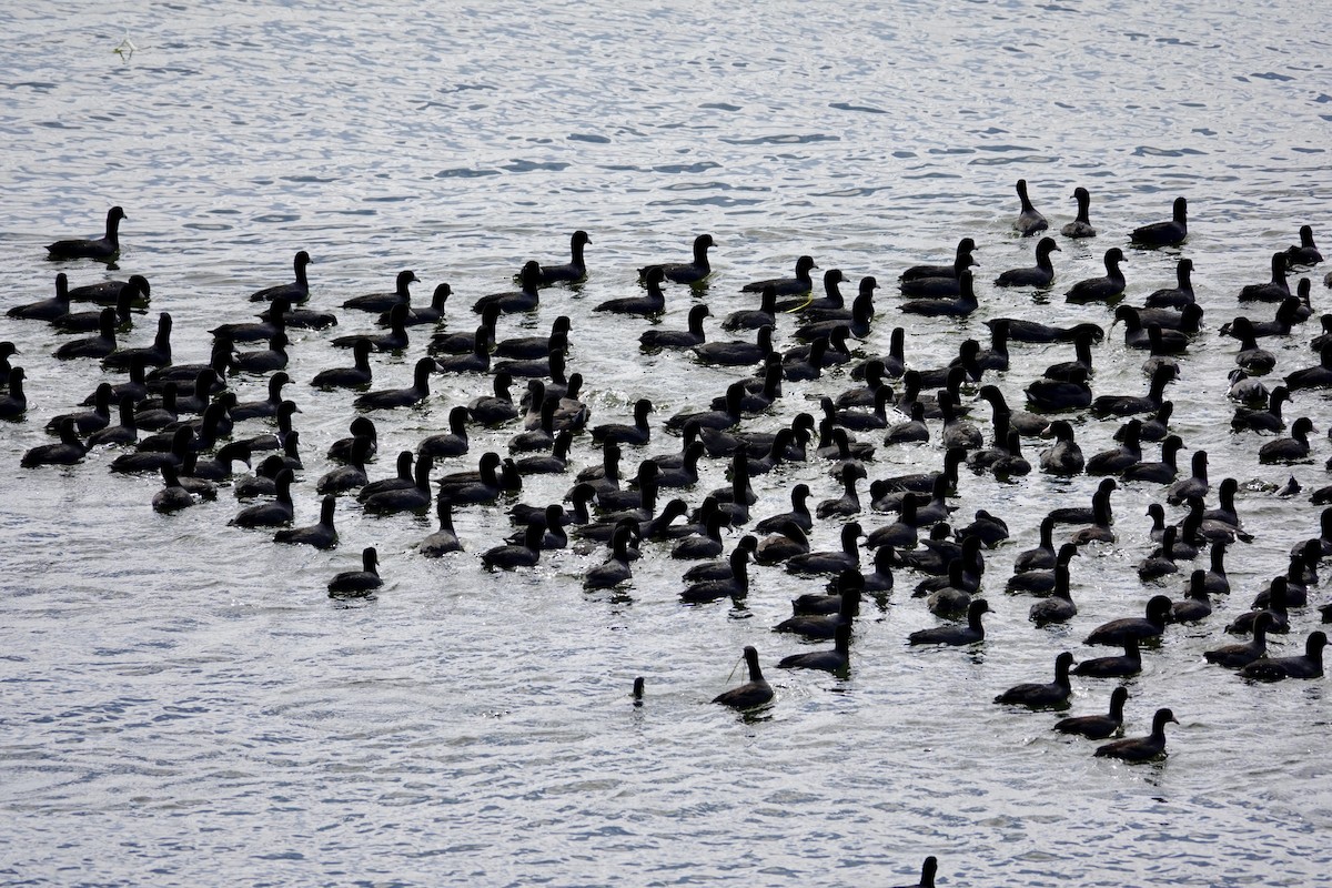 Kopetazuri amerikarra - ML647489251