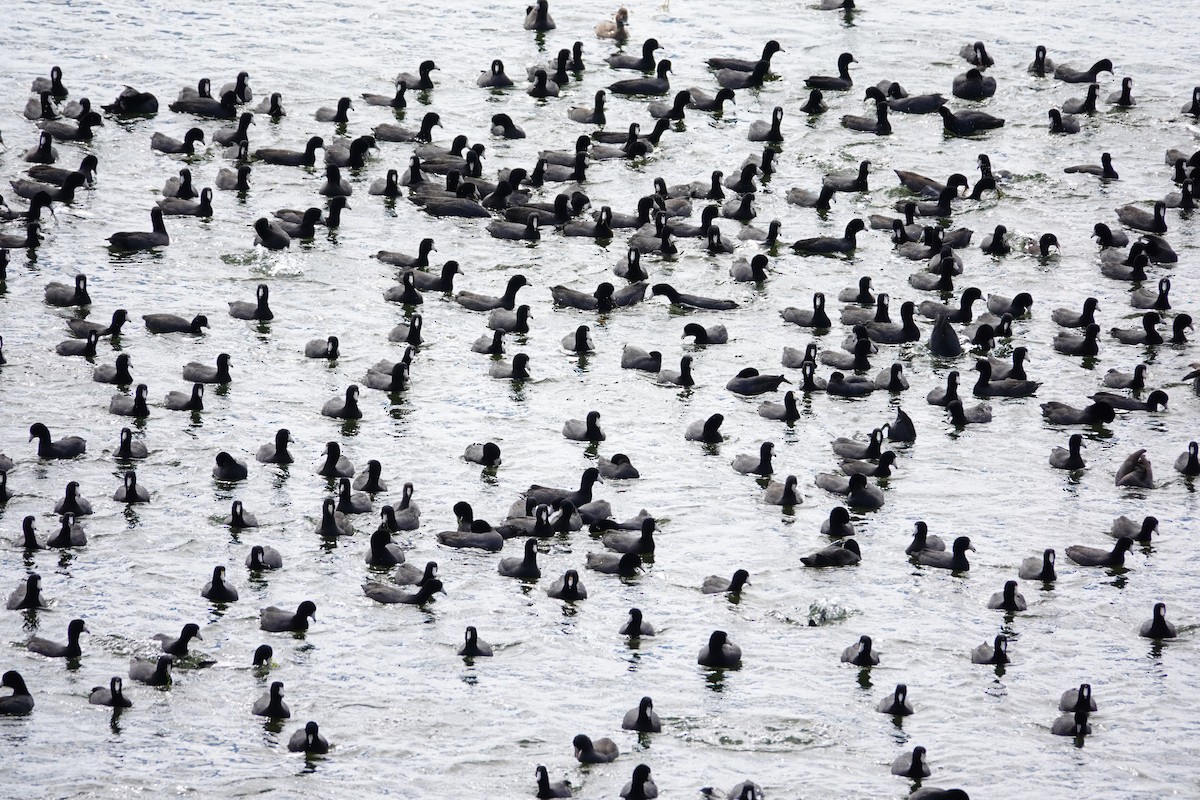 Focha Americana - ML647489252