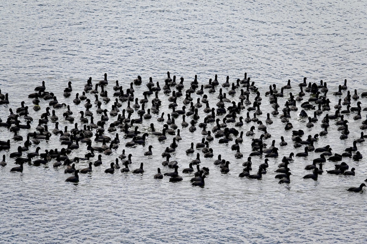 Kopetazuri amerikarra - ML647489253