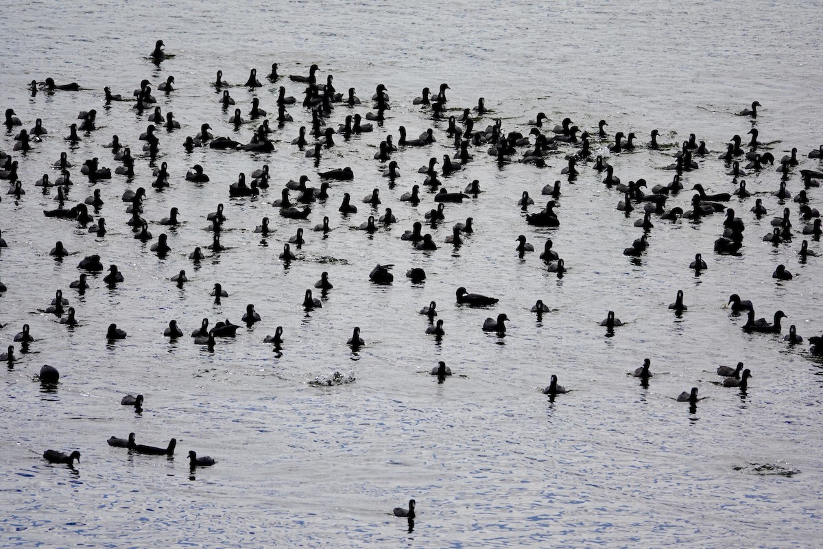 Kopetazuri amerikarra - ML647489254