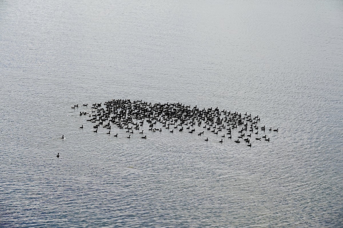 Kopetazuri amerikarra - ML647489255