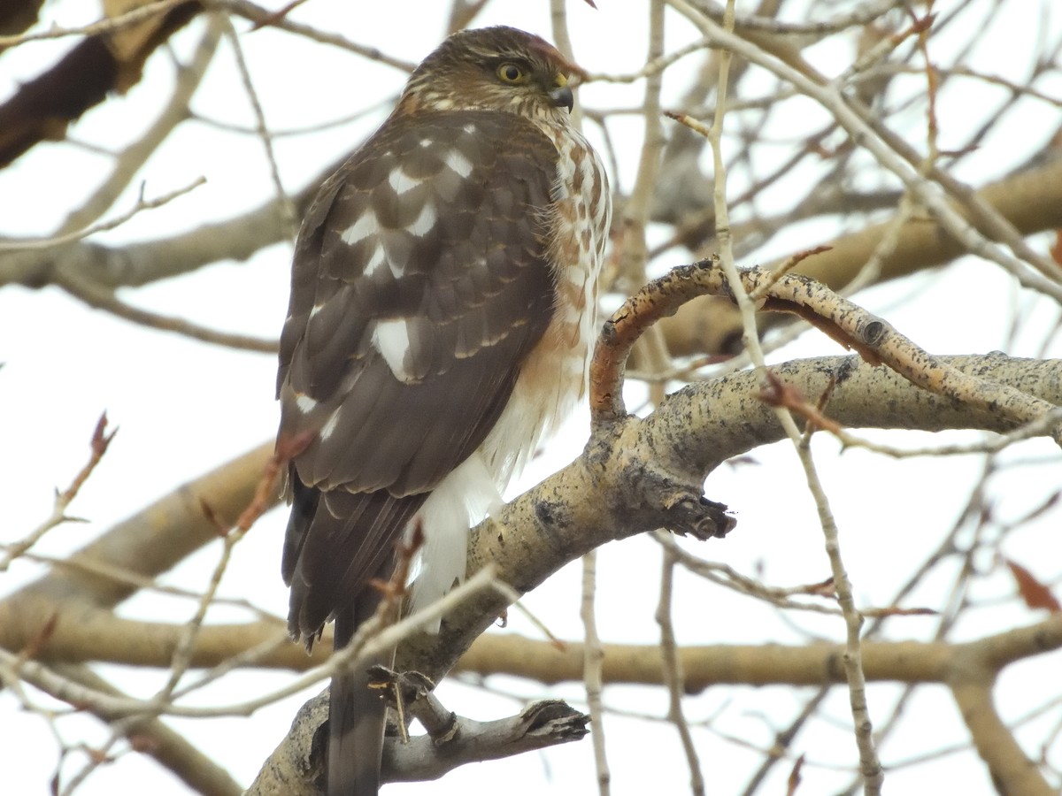 Sharp-shinned Hawk - ML647489256