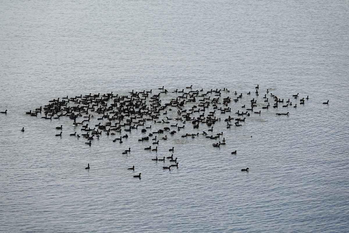 Kopetazuri amerikarra - ML647489257