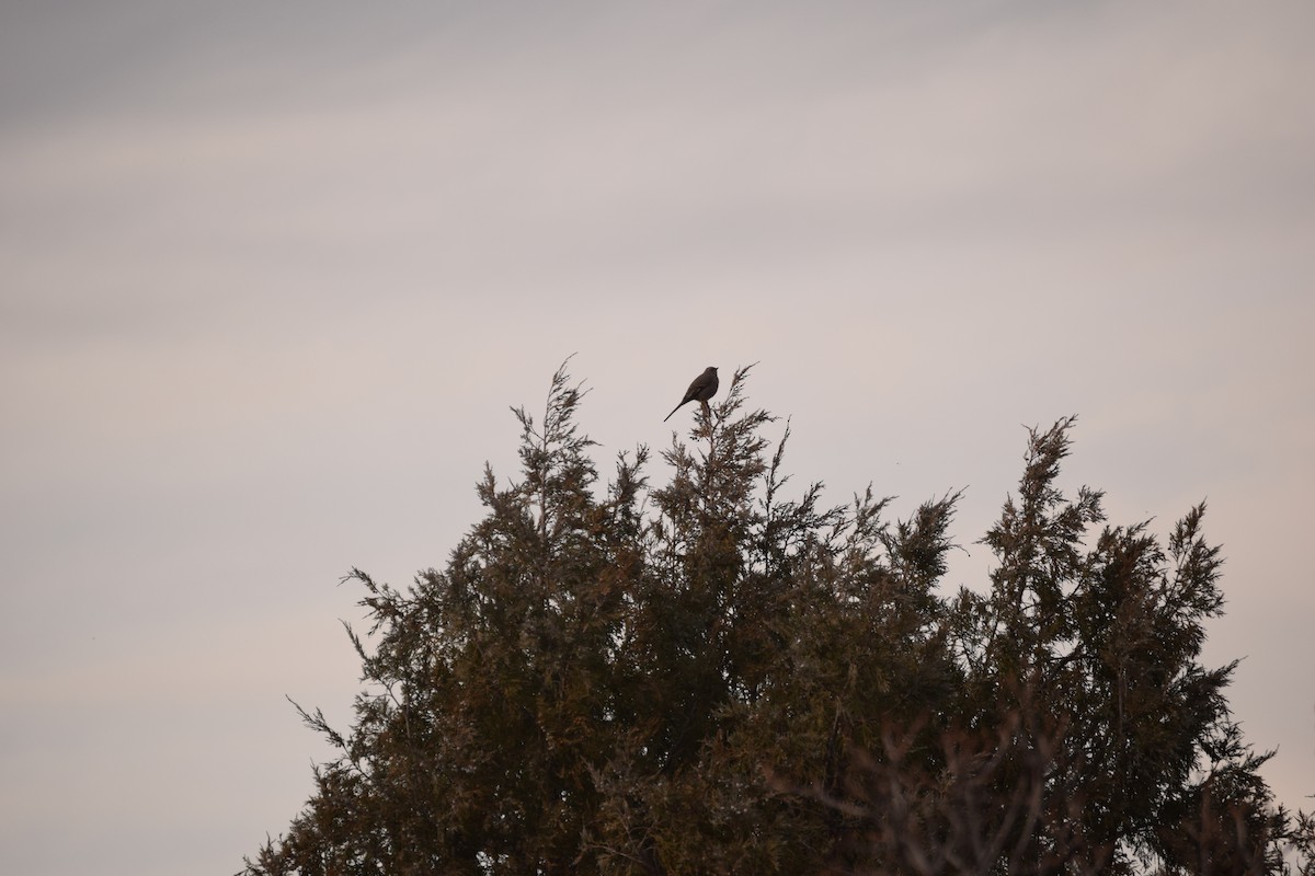 Townsend's Solitaire - ML647489258