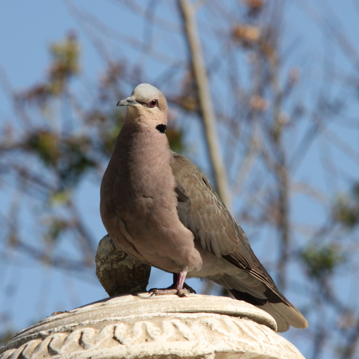 Red-eyed Dove - ML647489262