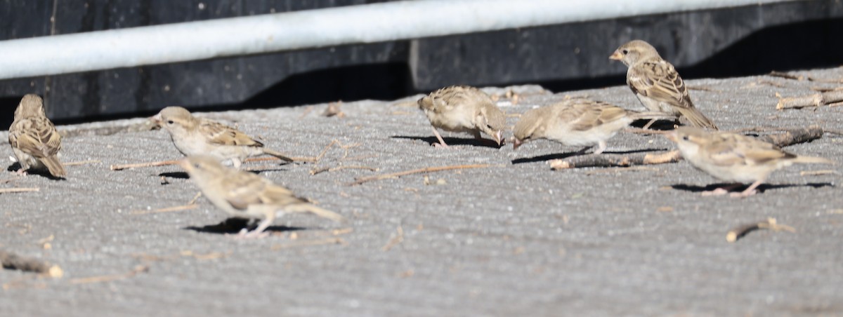 Etxe-txolarrea - ML647489263