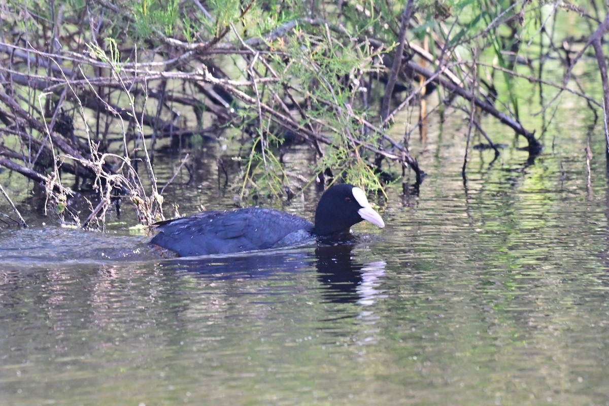 Kopetazuri arrunta - ML647489265