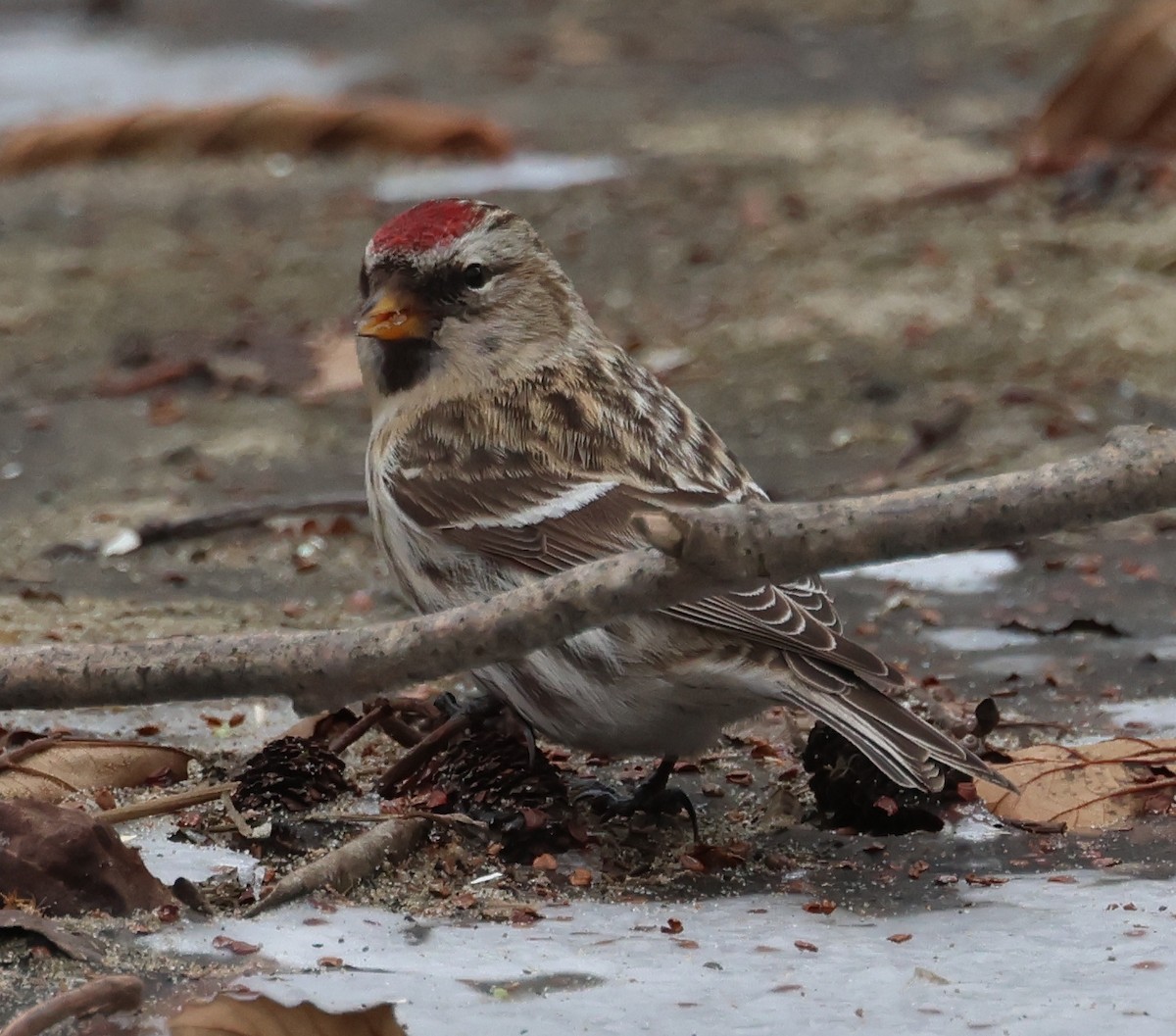 Txoka txikia - ML647489266