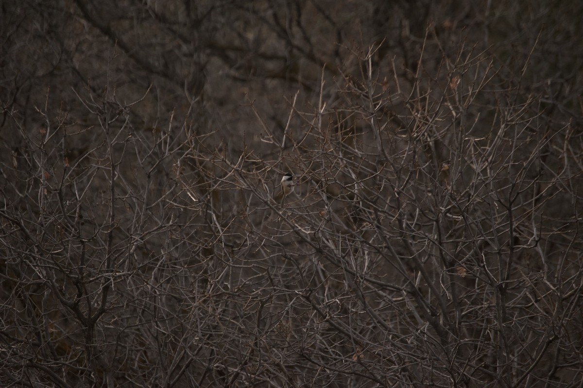 Black-capped Chickadee - ML647489267